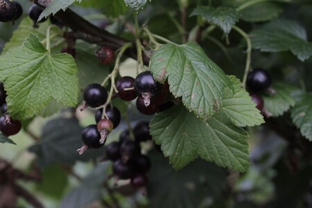 しなのブルーベリー農園「カシスジャム」 150g×3個セット　アントシアニンやクエン酸、カリウムなど栄養豊富なカシスのジャム【長野県信濃町】