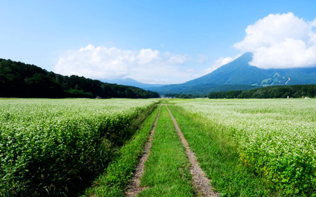 ☆年末お届け12/26～28発送☆【長野県 信濃町 / 農事組合法人 信濃富士そば農場】限定200食 一茶の里の生(ﾅﾏ)そば  ≪200g（そばつゆ2袋）×10袋≫【長野県 信濃町 ふるさと納税】