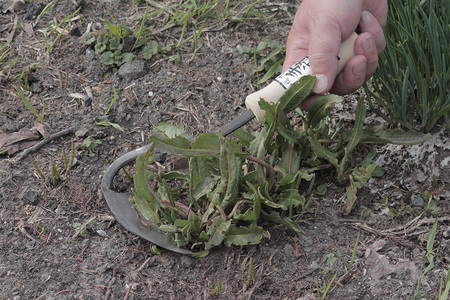 信州信濃町古間の手打ち鎌3点セット(草刈薄鎌195mm・草刈鎌150mm・草取手かんな)