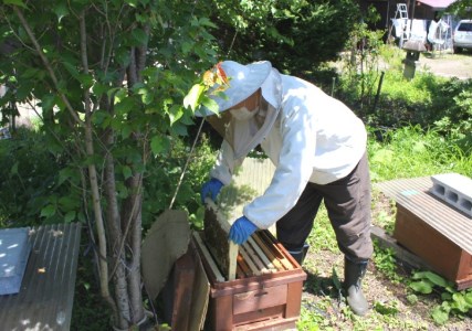 限定!天空の黄金はちみつ300g2個セット(百花蜜・アカシヤ) 非加熱 国産純粋はちみつ