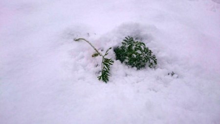 限定20セット！ ファームかずとの雪下にんじん（8㎏）【長野県信濃町ふるさと納税】