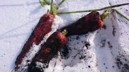 限定20セット！ ファームかずとの雪下にんじん（8㎏）【長野県信濃町ふるさと納税】