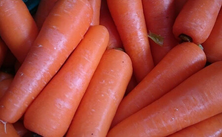 限定20セット！ファームかずとの「雪下にんじん（8kg）」豪雪地域で甘みを蓄えた逸品 カロテンたっぷり、生でも食べられます。出荷期間限定品：お届けは令和8年（2026年）1月半ばから【長野県信濃町ふるさと納税】　