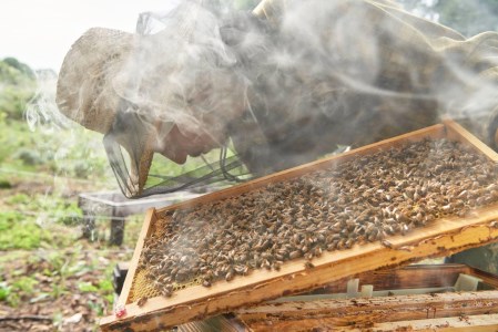 BIYAJIMA BEE FARM『季節の完熟生はちみつ100g 1瓶』肉料理やお菓子づくりに！ ｜ プレゼントやギフトにも【長野県信濃町ふるさと納税】