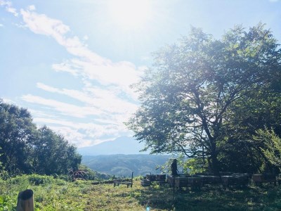 BIYAJIMA BEE FARM『季節の完熟生はちみつ100g 1瓶』肉料理やお菓子づくりに！ ｜ プレゼントやギフトにも【長野県信濃町ふるさと納税】