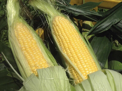 【2026年夏の予約受付開始！】 小林農園のとうもろこし（24～27本セット）信濃町産サニーショコラ｜令和8年8月上旬以降順次お届け予定 生産者直送 2026年夏出荷分 先行予約【長野県信濃町ふるさと納税】