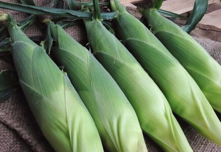 【2026年夏の予約受付開始！】 小林農園のとうもろこし（24～27本セット）信濃町産サニーショコラ｜令和8年8月上旬以降順次お届け予定 生産者直送 2026年夏出荷分 先行予約【長野県信濃町ふるさと納税】