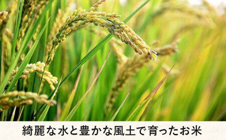 【令和6年度収穫分】信州飯綱町産　こしひかり（玄米）10kg×3回【3カ月定期便】 ※沖縄および離島への配送不可　※2024年10月上旬頃から順次発送予定　米澤商店[1370]