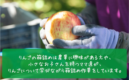 りんご 3種のりんご＜定期便＞ 家庭用・訳あり3kg×3回 農家応援企画 【令和7年度収穫分】※沖縄県への配送不可 ※2025年8月下旬頃から順次発送 長野県飯綱町[0794]