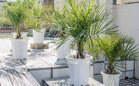 観葉植物 ココスヤシ 10号鉢 庭木 [ANBC001] 観葉植物