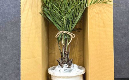 観葉植物 ココスヤシ 10号鉢 庭木 [ANBC001] 観葉植物