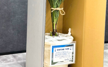 観葉植物 ココスヤシ 10号鉢 庭木 [ANBC001] 観葉植物