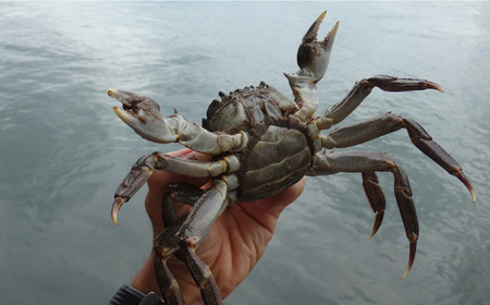 カニ 天然モクズ ガニ 5杯 [ANBN004 ] カニ