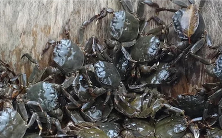 カニ 天然モクズ ガニ 5杯 [ANBN004 ] カニ