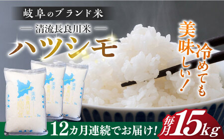 【12回定期便】【R7年産】 白米ハツシモ 15kg 白米 15kg 白米定期便[ANCU013]