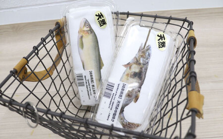 Tシャツ かわさかなTEE Tシャツ [ANGD001] Tシャツ