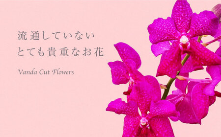 花 洋ラン バンダ 切り花 ３本 花色お任せセット [ANGK001] 花