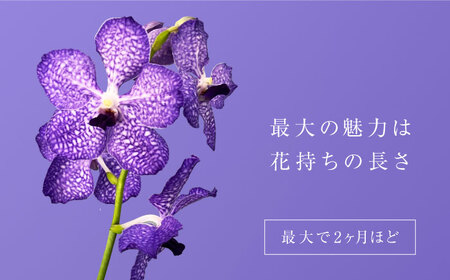 花 洋ラン バンダ 切り花 ３本 花色お任せセット [ANGK001] 花