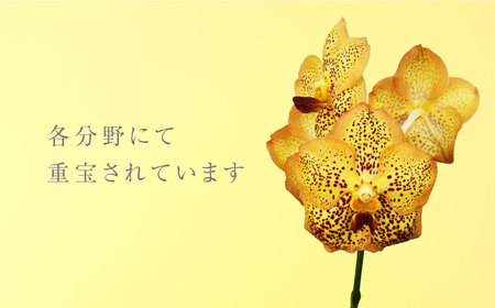 花 洋ラン バンダ 切り花 ３本 花色お任せセット [ANGK001] 花