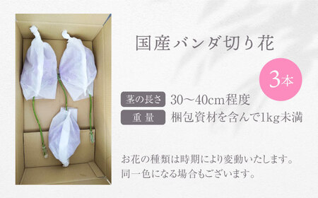 花 洋ラン バンダ 切り花 ３本 花色お任せセット [ANGK001] 花