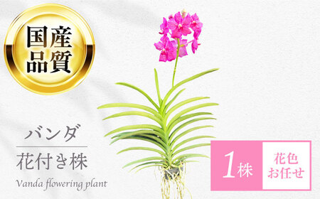 花 洋ラン バンダ 花付き株（花色お任せ） [ANGK002] 花
