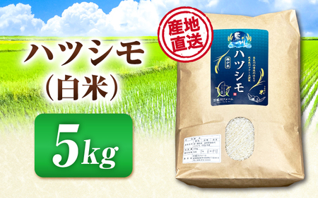 白米ハツシモ 5kg 白米 5kg[ANHI001]
