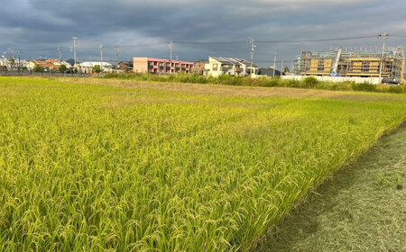 令和7年産 ハツシモ 白米 10kg 精米 米 ブランド米 岐阜市 / 川瀬ファーム[ANIB002]