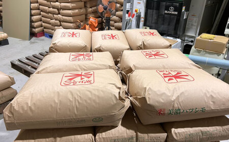 令和7年産 ハツシモ 白米 10kg 精米 米 ブランド米 岐阜市 / 川瀬ファーム[ANIB002]