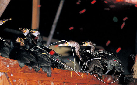 【通常日】チケット 長良川の鵜飼観覧乗合船招待券 1名様分 [ANBA005] チケット