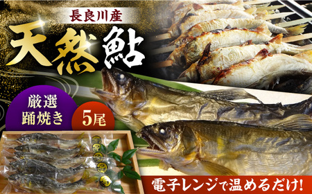 鮎 長良川 天然鮎 踊焼き[ANBN005] 鮎