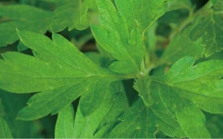 SHIRO ハーブケアフェイスマスク（14枚入り） 整肌 ひきしめ 北海道 愛別町