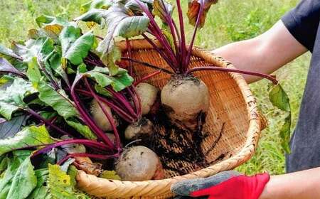 季節限定 ビーツ （レッドエース） 約4kg 野菜 やさい 健康野菜 スーパーフード 冷蔵 北海道 愛別町