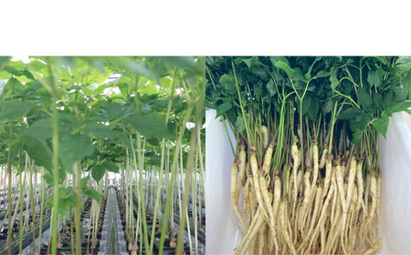 薬局栽培の高麗人参1000 10本