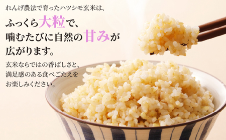 玄米 令和7年産 10kg  れんげハツシモ｜玄米