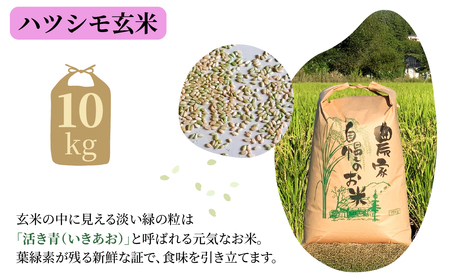 玄米 令和7年産 10kg  れんげハツシモ｜玄米