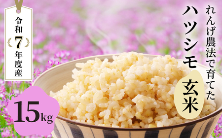 玄米 令和7年産 15kg  れんげハツシモ｜玄米