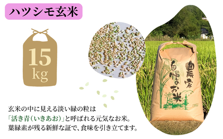 玄米 令和7年産 15kg  れんげハツシモ｜玄米