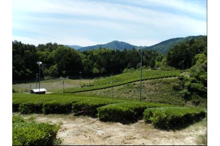 平塚香貴園の煎茶「水都」