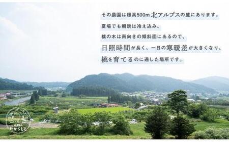 【2025年先行予約】飛騨のたから桃 糖度13度以上 硬肉品種 （4-8玉）※8月末～順次お届け | 小箱 桃 贈答用 最高級 甘い 硬い 品種 硬い桃 桃  朝採れ 高級 ギフト 品種お任せ ( 川中島 幸茜 初秋白桃 シーエックス) 飛騨高山 つむぎ果樹園 GH007