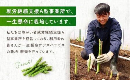 【2026年発送・先行受付】2Lサイズ以上 ひだっこアスパラガス 0.5kg | 産地直送 春 夏野菜 採れたて アスパラガス CM003VC01