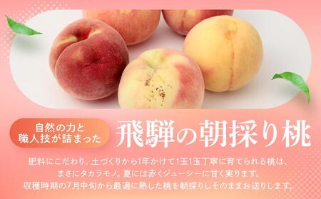 【2026年発送・先行受付】【訳あり】飛騨の桃（4-8玉) 糖度11度以上 品種おまかせ ご家庭用｜桃 もも 極上の甘さ 濃厚な甘さ 甘い 訳アリ 規格外 朝採り 朝採れ農家直送 10000円 つむぎ果樹園 GH009