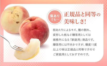【2026年発送・先行受付】【訳あり】飛騨の桃（4-8玉) 糖度11度以上 品種おまかせ ご家庭用｜桃 もも 極上の甘さ 濃厚な甘さ 甘い 訳アリ 規格外 朝採り 朝採れ農家直送 10000円 つむぎ果樹園 GH009
