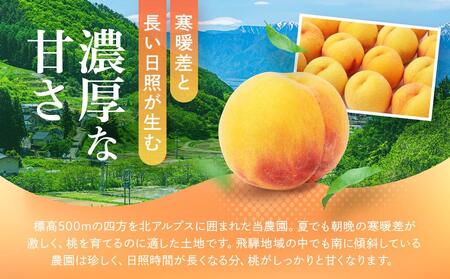 【2026年発送・先行受付】飛騨のたから桃（4-8玉）糖度15度以上 黄桃｜桃 もも おうとう 極上の甘さ 濃厚な甘さ 甘い 贈答 高級 特選 朝採り 飛騨の朝採り桃 朝採れ農家直送 飛騨高山 つむぎ果樹園 GH011