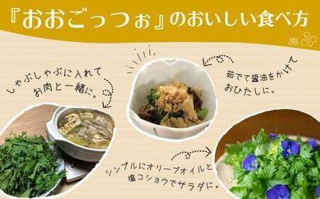 飛騨高山野菜『おおごっつぉ』詰合せ 葉物野菜 葉物 ミックスリーフ わさびな フラワーサラダ 無農薬野菜 無農薬 HS001VC13
