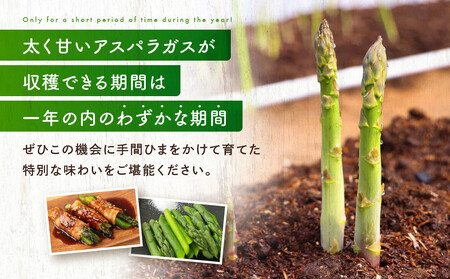【2026年発送・先行受付】ひだっこアスパラ 500g | アスパラ アスパラガス 飛騨産 野菜 春  夏野菜  産地直送 新鮮 食品 おいしい 人気 5000円 飛騨高山 ひだっこの里 CM007