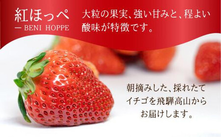 【いちご15粒】朝摘み! 濃厚紅ほっぺ 約350g×1パック（数量限定／先行予約／1月〜4月発送）| いちご フルーツ 甘い おいしい ハウス栽培 飛騨高山 m BerryFarm KL004