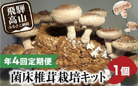 【2026年2月発送開始】 定期便 菌床椎茸栽培キット 1個×全4回（2月・5月・10月・1月に発送）| しいたけ シイタケ 椎茸 栽培キット きのこ 栽培 菌床 しいたけ菌 椎茸菌 栽培ブロック 採れたて とれたて 夏休み 自由研究 園芸 食育 飛騨高山きのこの里 GK100VC02