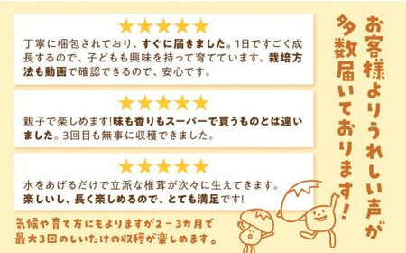 【2026年2月発送開始】 定期便 菌床椎茸栽培キット 3個×全4回（2月・5月・10月・1月に発送）| しいたけ シイタケ 椎茸 栽培キット きのこ 栽培 菌床 しいたけ菌 椎茸菌 栽培ブロック 採れたて とれたて 夏休み 自由研究 園芸 食育 飛騨高山きのこの里 GK102VC02