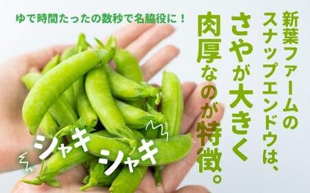 【先行予約】《収穫次第順次発送》 飛騨高山産 スナップえんどう 560g | 野菜 旬 新鮮 飛騨 高山 エンドウ 豆 スナックエンドウ えんどう豆 5000円 新葉ファーム a667