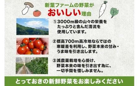 【先行予約】《収穫次第順次発送》 飛騨高山産 スナップえんどう 560g | 野菜 旬 新鮮 飛騨 高山 エンドウ 豆 スナックエンドウ えんどう豆 5000円 新葉ファーム a667